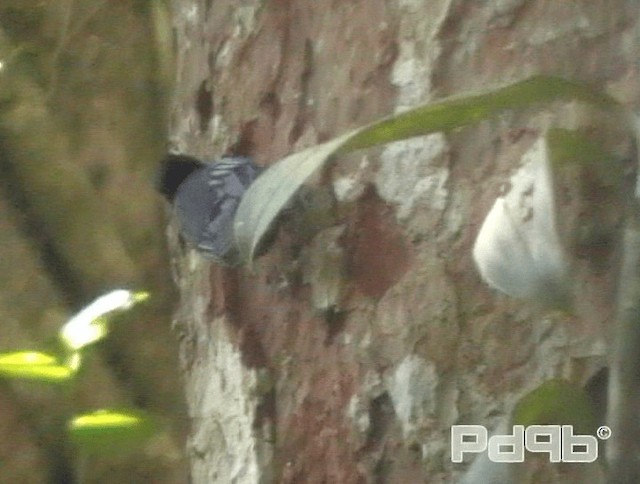 Blue Nuthatch - ML200978721