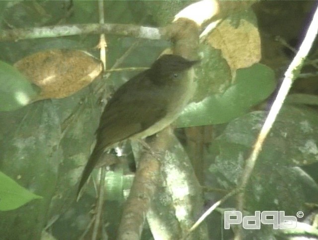 Bulbul Oliváceo - ML200978761