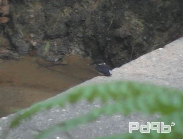 Malaysian Blue-banded Kingfisher - ML200978851