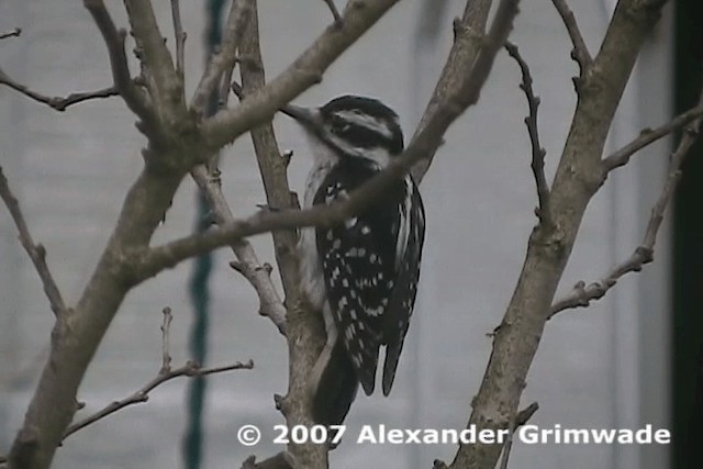 Hairy Woodpecker (Eastern) - ML200980491