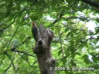Red-bellied Woodpecker - ML200980521