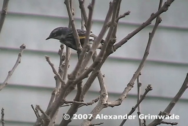 Yellow-rumped Warbler (Myrtle) - ML200980561