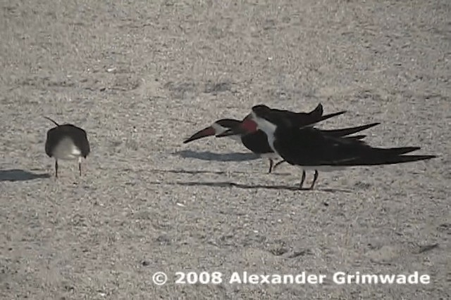 Водоріз американський - ML200980651