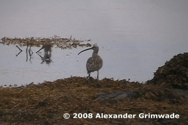 Eurasian Curlew - ML200980681