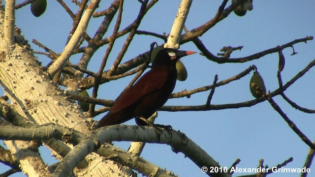 Montezuma Oropendola - ML200980721