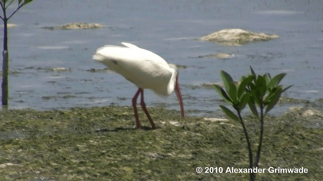 Ibis blanc - ML200980751