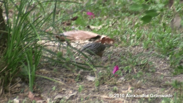 Band-backed Wren - ML200980771