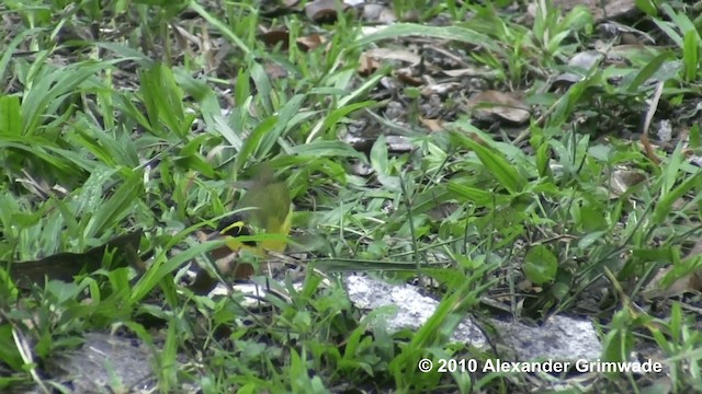 Kentucky Warbler - ML200980781