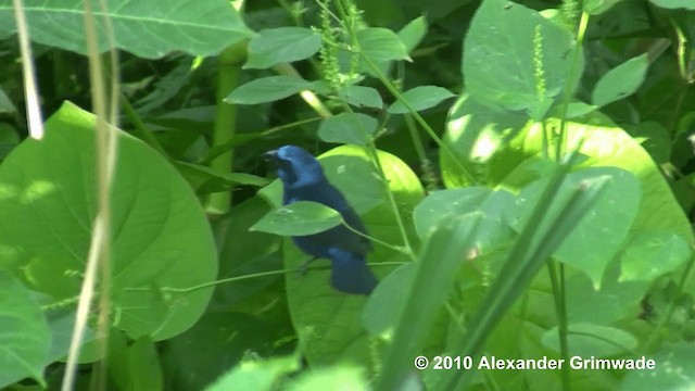 Blue Bunting - ML200980801