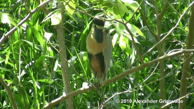 Boat-billed Heron (Northern) - ML200980831