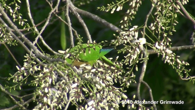 Jamaikasittich (astec/vicinalis) - ML200980841