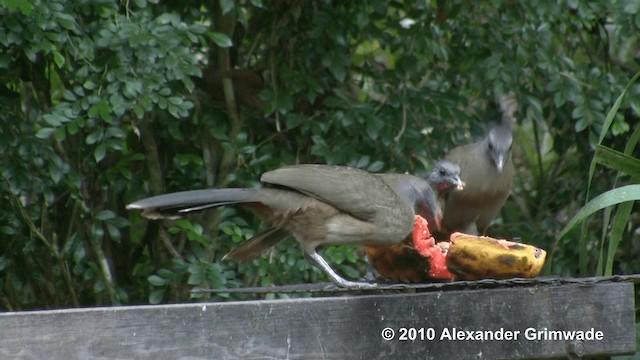 Plain Chachalaca - ML200980851