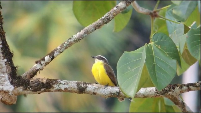 Rusty-margined Flycatcher - ML200980871