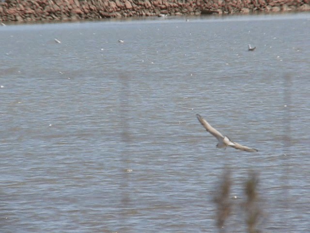 Gaviota Enana - ML200980891