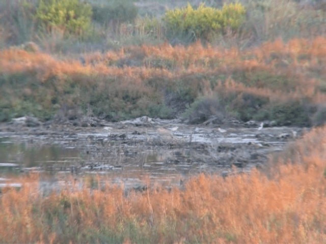 Common Greenshank - ML200980901