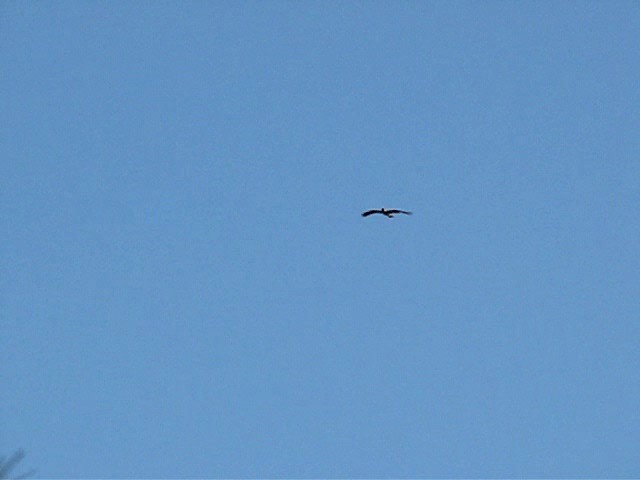 Booted Eagle - ML200980911