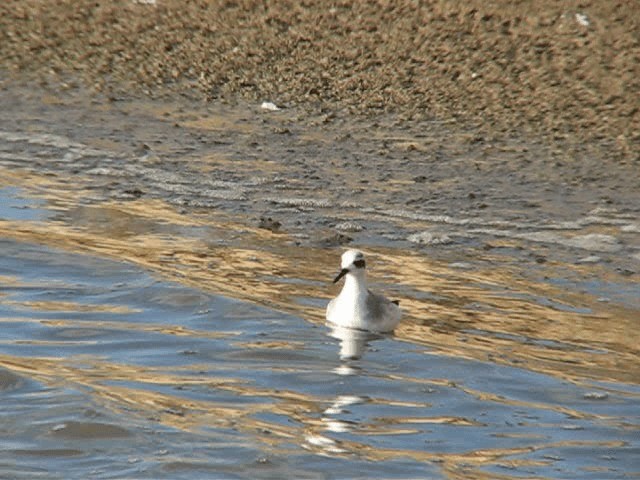 polarsvømmesnipe - ML200980921