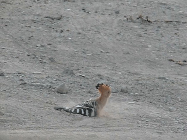 Eurasian Hoopoe - ML200980931