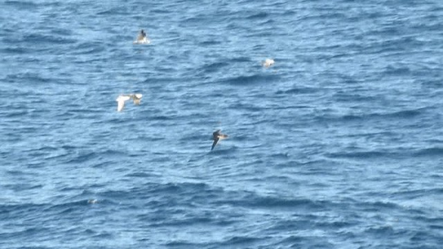 Northern Gannet - ML200980951