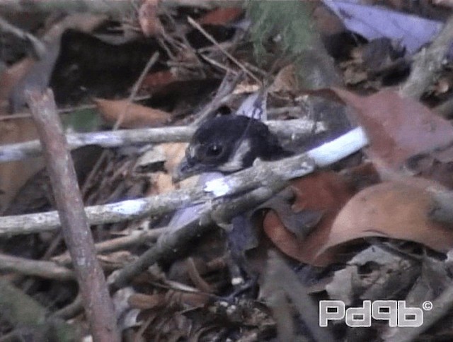 Malayan Partridge - ML200980971