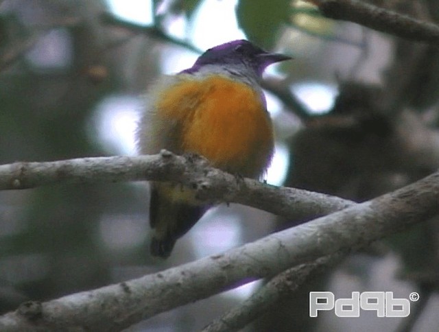 Orange-bellied Flowerpecker - ML200980981