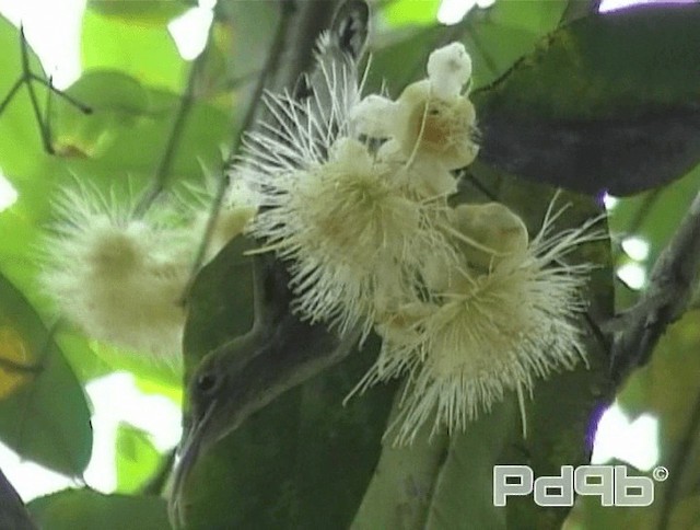 pavoučník čárkoprsý - ML200981031