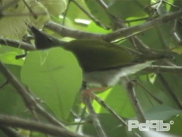 pavoučník čárkoprsý - ML200981041