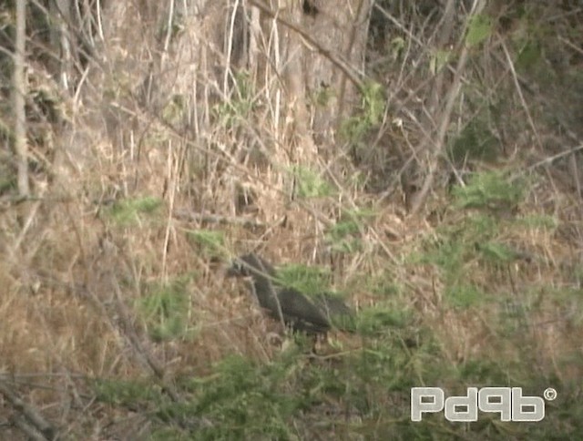 Blue-faced Malkoha - ML200981291