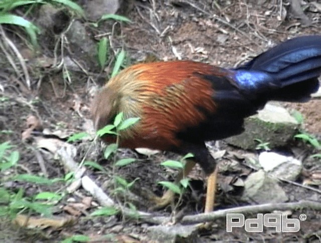 Sri Lanka Junglefowl - ML200981391