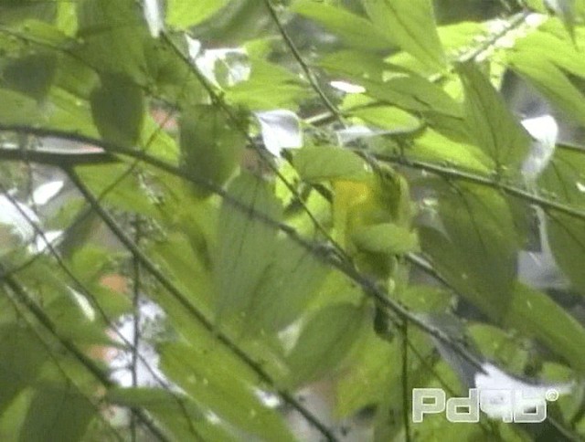 Common Iora - ML200981441