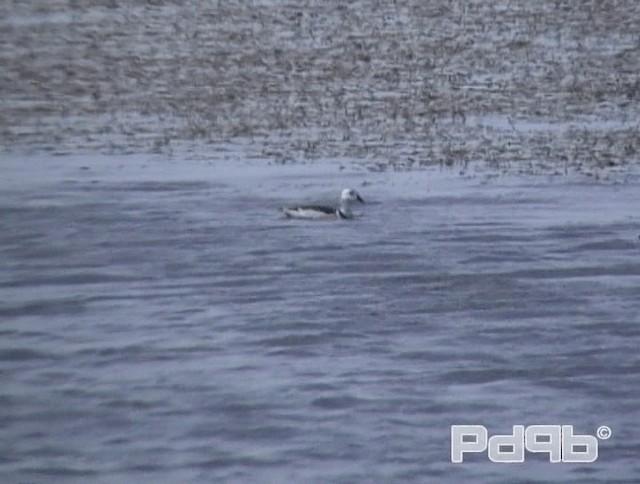 Cotton Pygmy-Goose - ML200981461