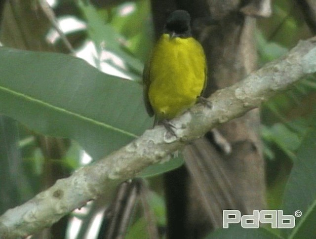 Black-capped Bulbul - ML200981531