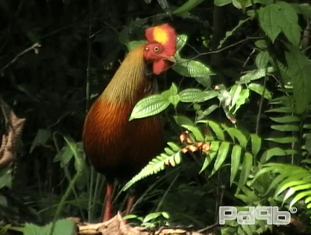 Sri Lanka Junglefowl - ML200981541