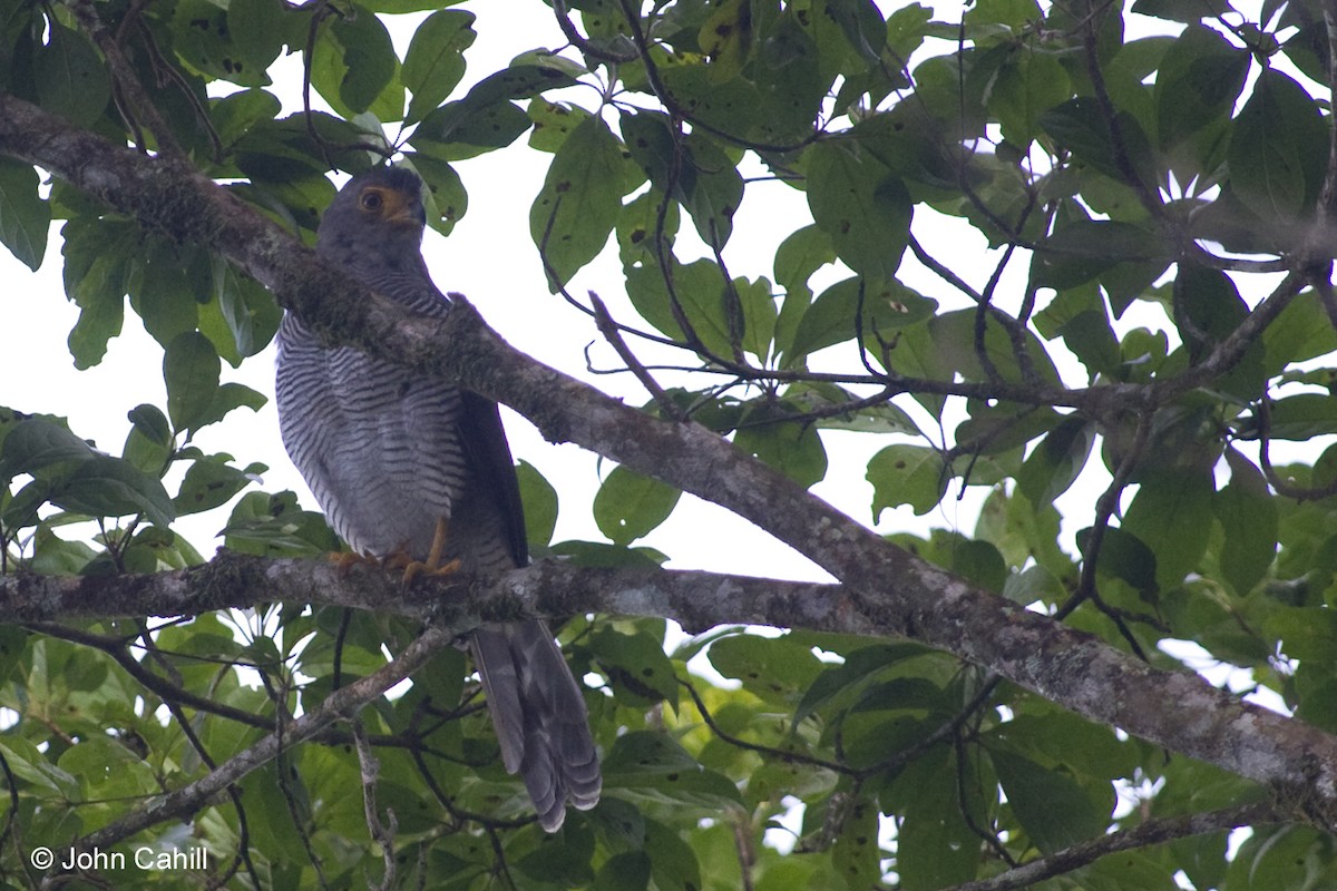 Barred Forest-Falcon - ML20098281