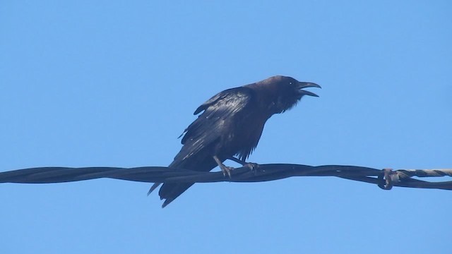 עורב חום-עורף - ML200982911