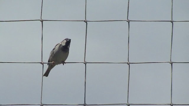 House Sparrow - ML200982921