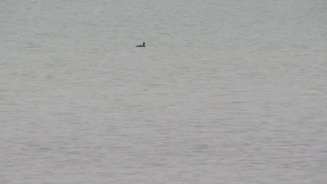 Common Scoter - ML200982931