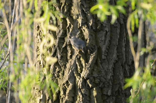 Eurasian Nuthatch - ML200982941