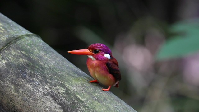 rosenisfugl (mindanensis) - ML200982951