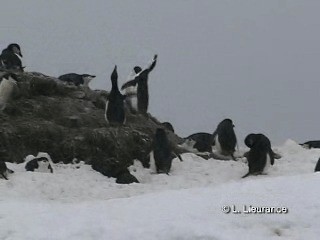 Manchot à jugulaire - ML200982971