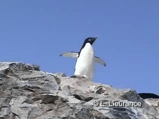 Pingüino de Adelia - ML200982991