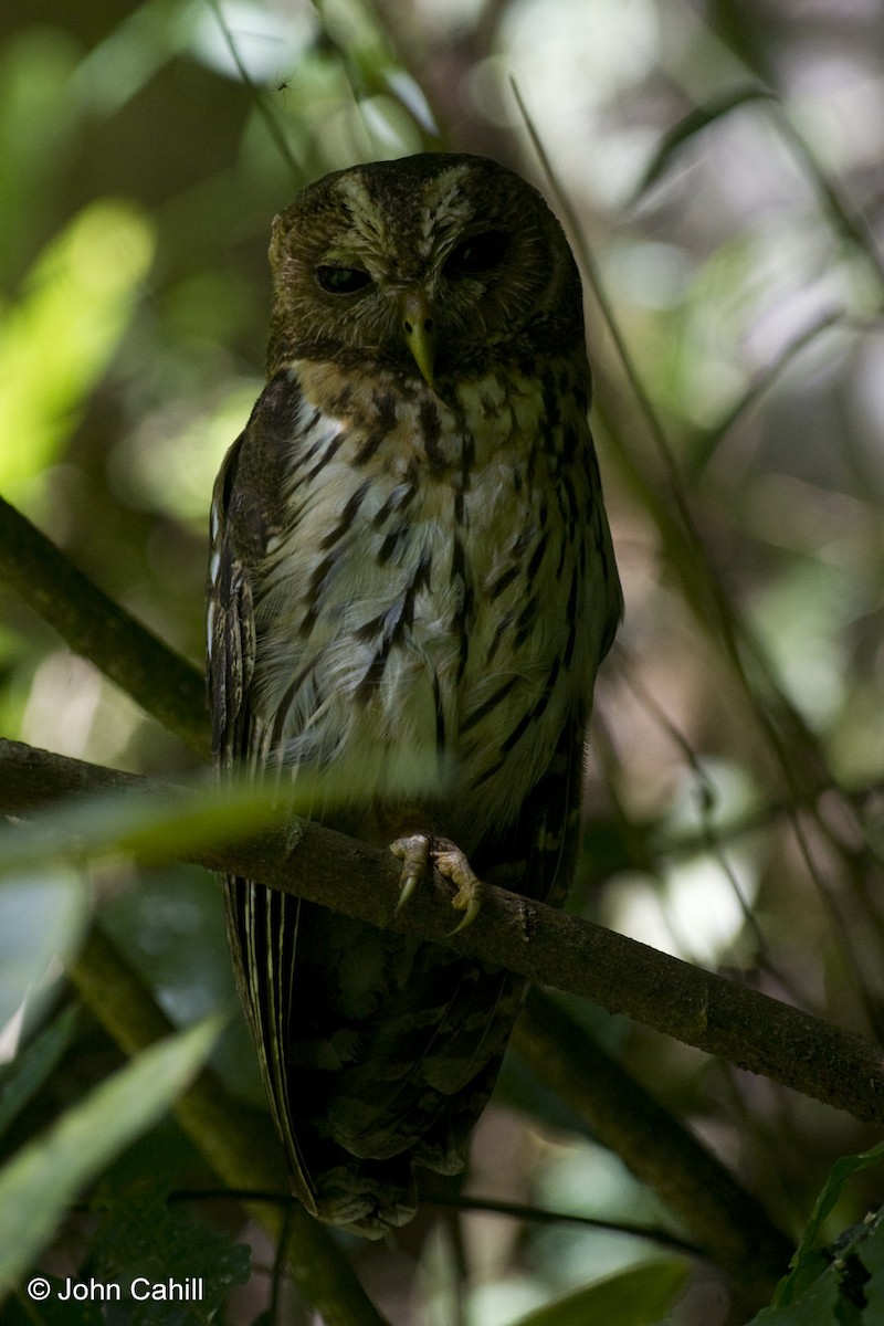 Mottled Owl - ML20098301
