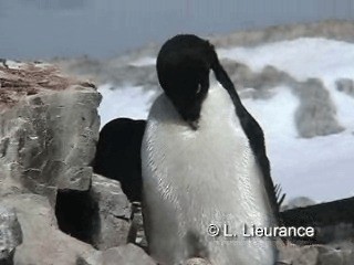 Пингвин Адели - ML200983011
