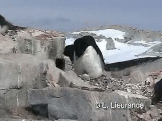 Pingüino de Adelia - ML200983021