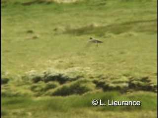 カオグロイワタイランチョウ（maclovianus） - ML200983041