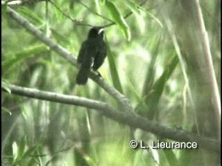 Black-and-rufous Warbling Finch - ML200983071