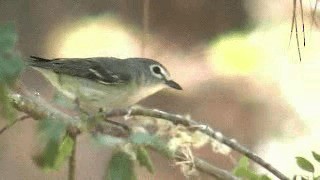 Cassinvireo (cassinii) - ML200983101