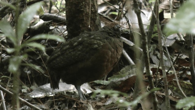 Tocro à face noire - ML200983131
