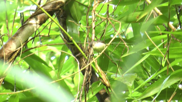 Double-banded Graytail - ML200983141