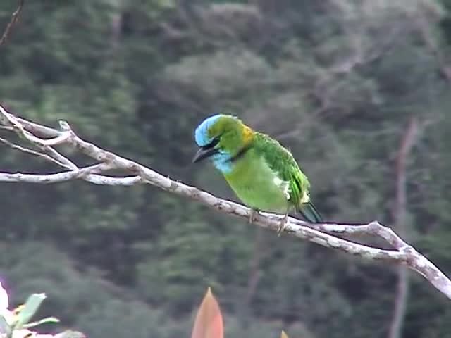 Golden-naped Barbet - ML200983181